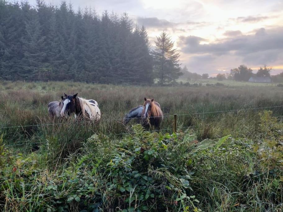 Forest View Cabin Ballaghaderreen Buitenkant foto